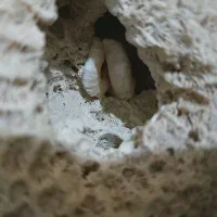 فسیل مرجان دریایی.برا قشنگی و آکواریوم|ماهی|دوگنبدان, |دیوار