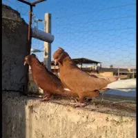 کبوترپرندهسلام