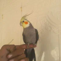 طوطی عروس هلندی سخنگو نر|پرنده|زاهدان, |دیوار