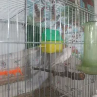 فنج مصری جفت مولد جوان