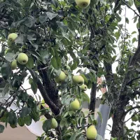 گلابی