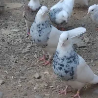 فروش ۵۰عددطوقی