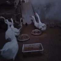 غازلیندا شب یلدا|حیوانات مزرعه|بابکان, |دیوار