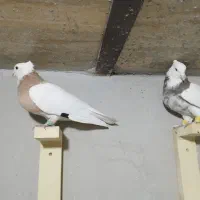 نروماده طوقی بی عیب
