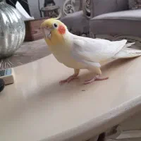 عروس هلندی نر دو ساله|پرنده|لاهیجان, کوی آزادگان|دیوار