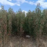 نهالستان زرین عدل