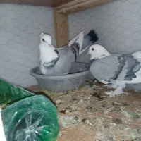 کبوتر شازده و ساتن غلتی