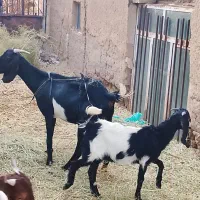 بز با کهره ماده