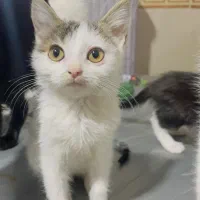 بچه گربه دوماهه پسر