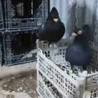 کبوتر دورگ اصل عراق