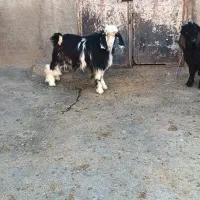 ۴ عدد بزغاله نر|حیوانات مزرعه|شیروان (لرستان), |دیوار