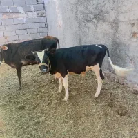 دوتا گوساله فروشی