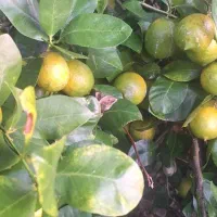 تامسون درجه یک 45تومن|حراج|ساری, |دیوار