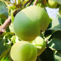 سیب ترش
