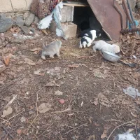 واگذاری توله سگ سرابی|سگ|سراب, |دیوار