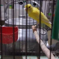 قناری ماده عروس نر و جوجه  مرغ عشق کوتوله جفت