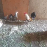 خروس مرغ عربی