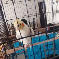 عروس هلندی نر سخنگو