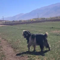 دوبر جلو رو