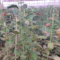 گلخانه ی رز شاخه بریده|استخدام صنعتی، فنی، مهندسی|صفادشت, |دیوار