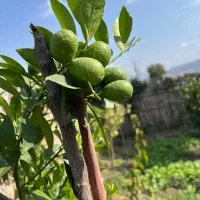 دهقان و نگهبان زمین کشاورزی