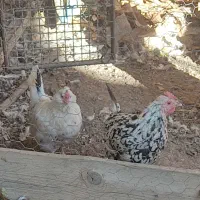 مرغ گلین|حیوانات مزرعه|سمیرم, |دیوار