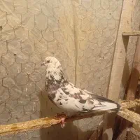 ۳عدد کبوتر خوب سالم|پرنده|ارومیه, |دیوار