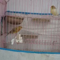 یک جفت قناری|پرنده|رشت, استقامت ۱|دیوار