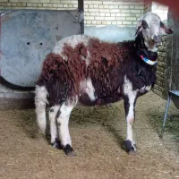 بره قوچ پلنگی.|حیوانات مزرعه|ملایر, |دیوار