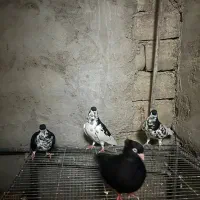 چند عدد کبوتر سیاه صبر و خوشرنگ یالی|پرنده|آبپخش, |دیوار