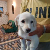 توله سگ اشپیتز ۲ ماه و نیمه