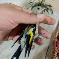 یک عدد جوجه سهره نر۲ماه قفس درشت‌ کشیده