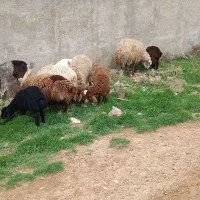 4 عدد میش بره دار جوان بره ها نر