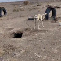 سگ سفید گله دروشت سبزوار