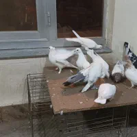 کبوتر لوتی