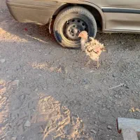 مرغ خروس گلپایگان