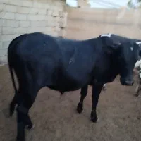 گوسالع