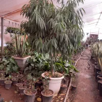 یوکا تنه دار قیمت مناسب|گل و گیاه طبیعی|قم, آزادگان|دیوار