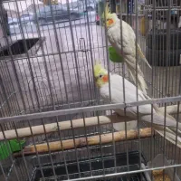 عروس هلندی|پرنده|بومهن, |دیوار