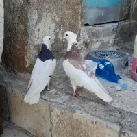 جفت کبوتر|پرنده|اهواز, الصافی|دیوار