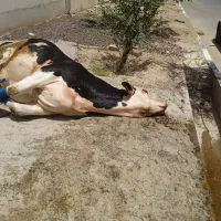 فروش گوسفند زنده و قصاب سیار|حیوانات مزرعه|اسلامشهر, شاطره|دیوار