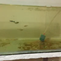 ماهی گوپی|ماهی|بروجرد, |دیوار