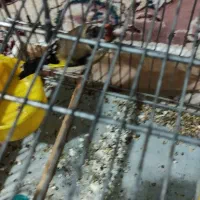 جوجه سهره نر 6ماه قفس