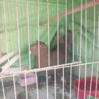 جفت کبوتر راعبی|پرنده|اصفهان, مسجد مصلی|دیوار