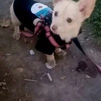 سگ روباهی بازیگوش دوستداشتنی