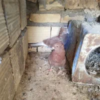 کبوتر طوقی و سرخ پرشی