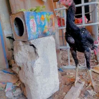 جوجه خروس لاری افقان