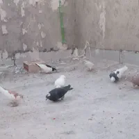 کبوتر