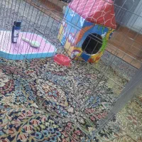 لوازم‌ جانبی‌ سگ