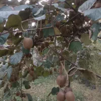 کیوی سر درختی ، حدود ۱۰۰ تا ۱۵۰ کیلو